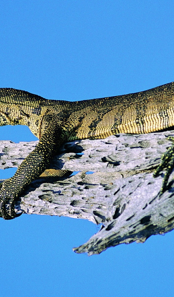 Ящерица на синем фоне