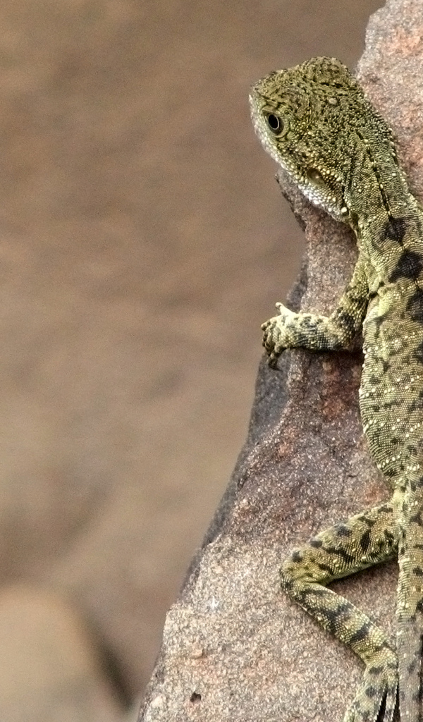 Ящерица на скале