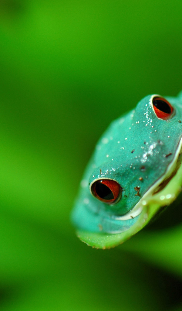 Морда лягушки