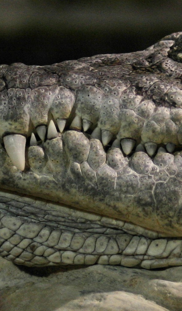 Голова крокодила