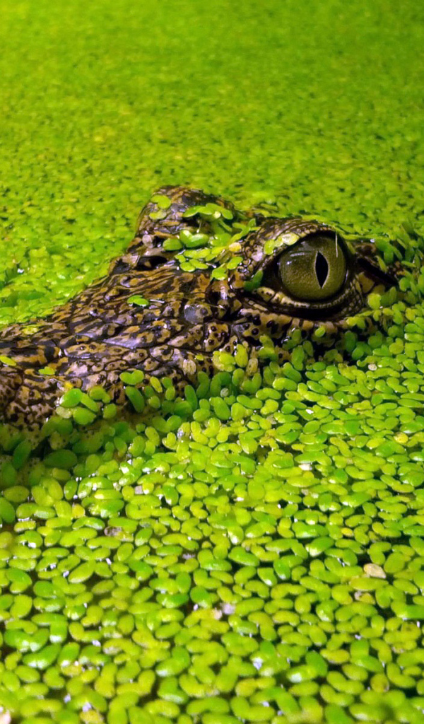 Голова крокодила