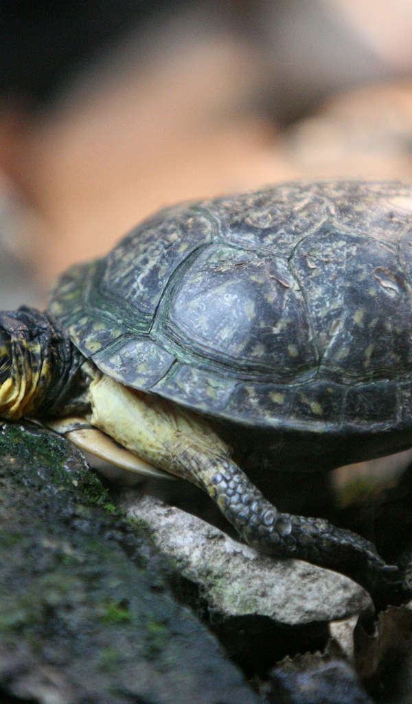 Черепаха на камнях