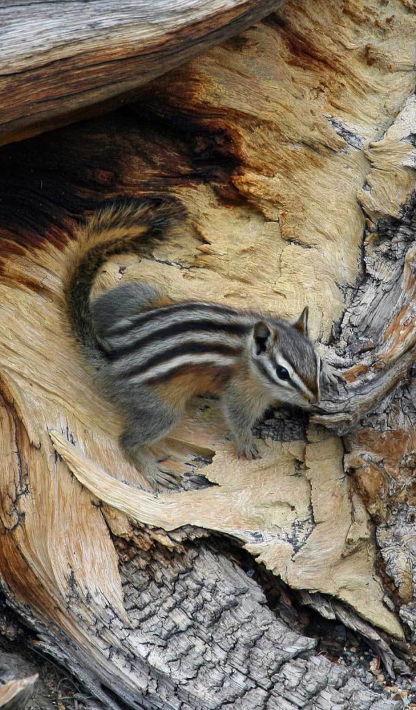 Бурундук на дереве