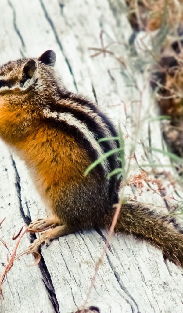 Бурундук сидит на бревне