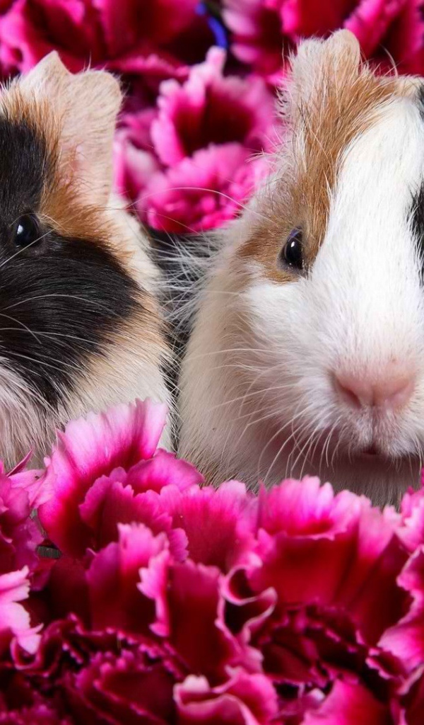 Морские свинки в цветах