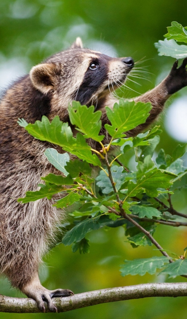 Енот сидит на ветке