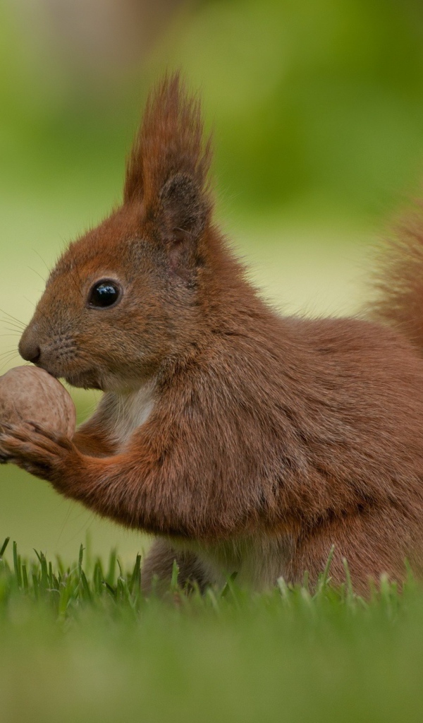 Рыжая белка с орехом