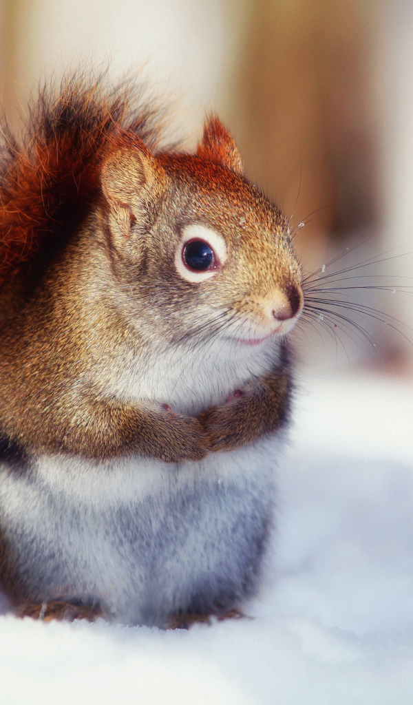 Белка на снегу