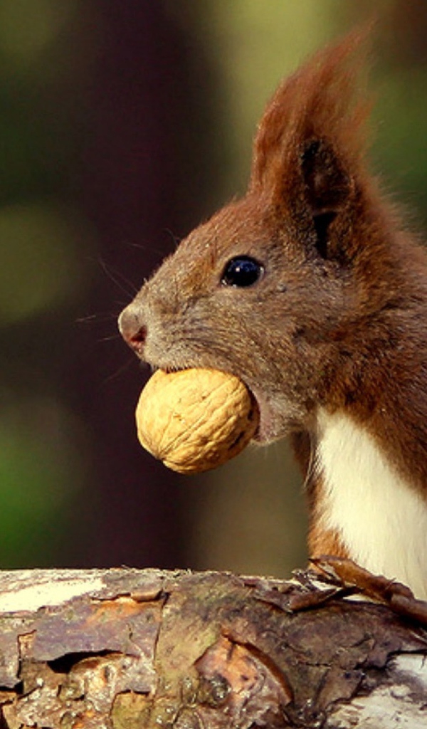 Белка с орехом в зубах