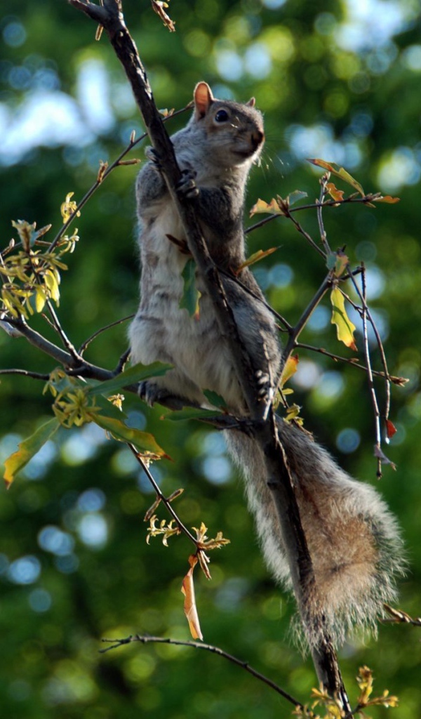 Белка на ветке дерева