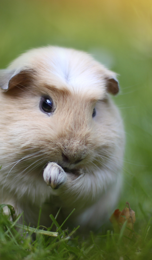 Морская свинка на траве
