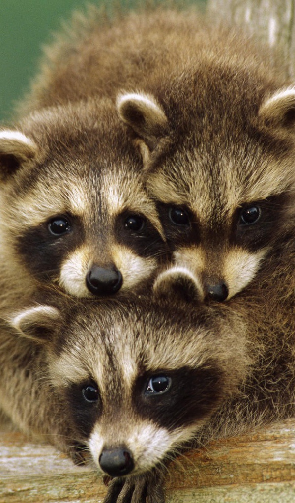 Три маленьких енота