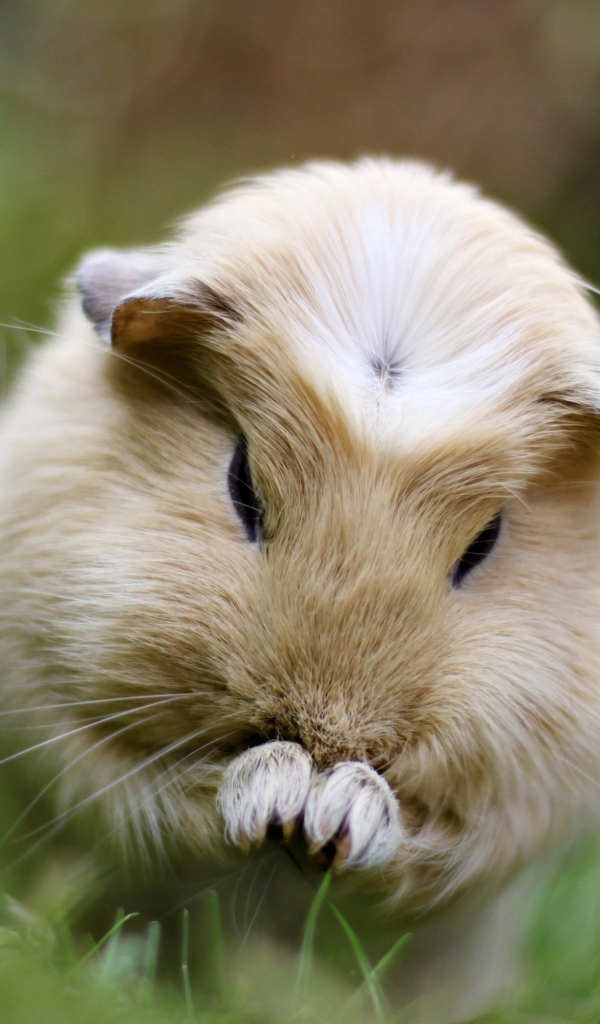 Морская свинка