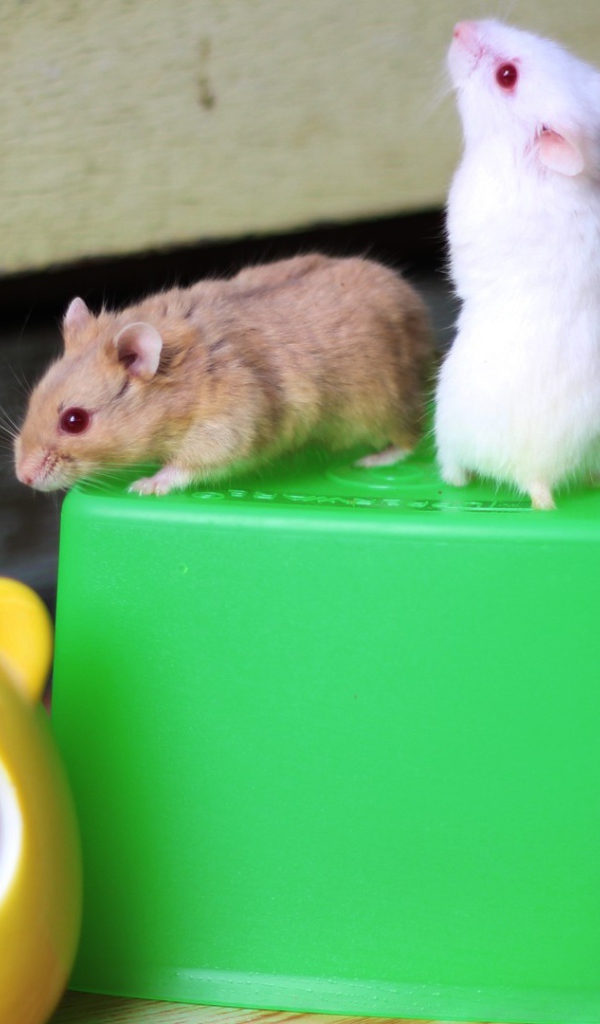 Мыши на свече