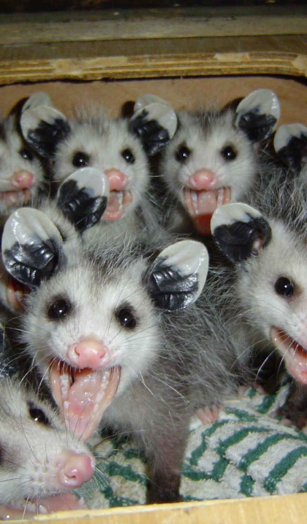 Опоссумы в ящике