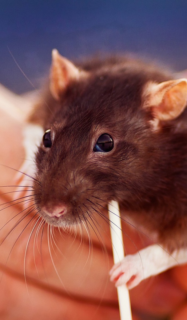 Крыса с трубочкой