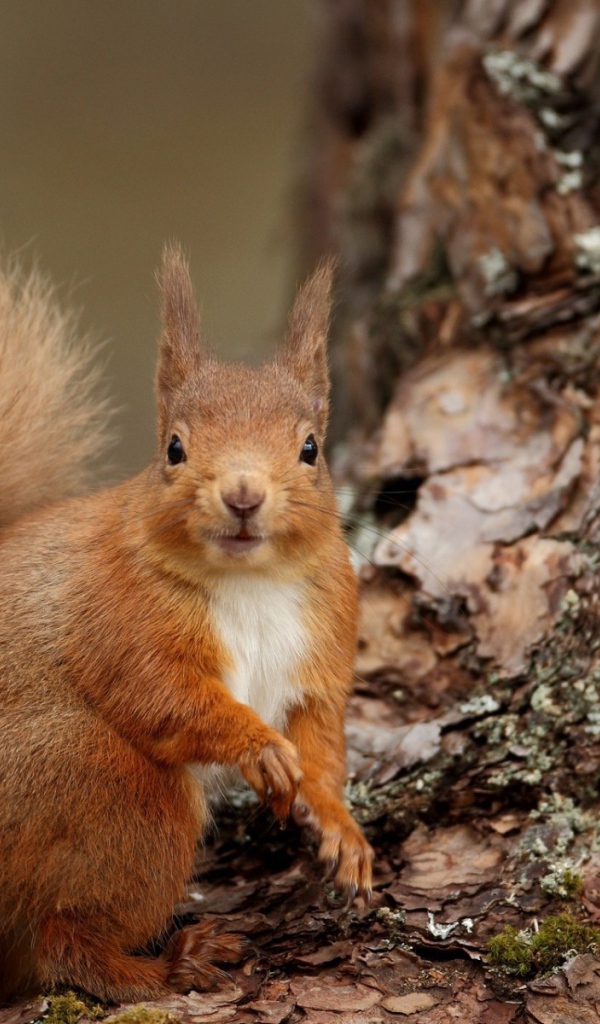 Рыжая белка