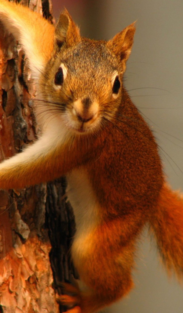 Рыжая белка на дереве