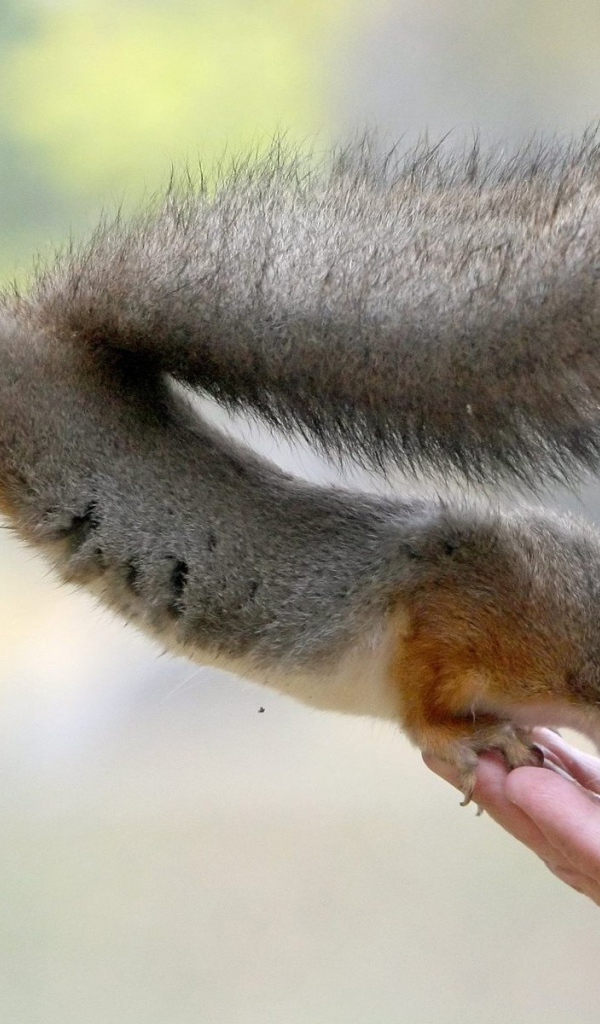 Белка ест с руки