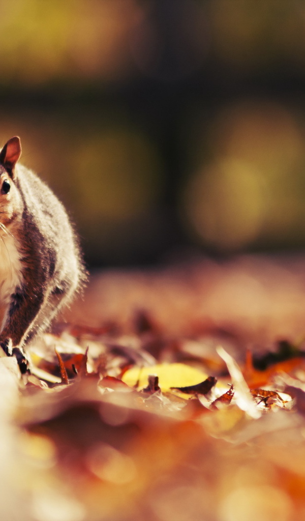 Белка с пушистым хвостом