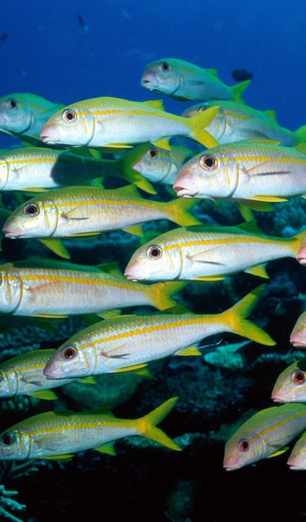 Стая морских рыб
