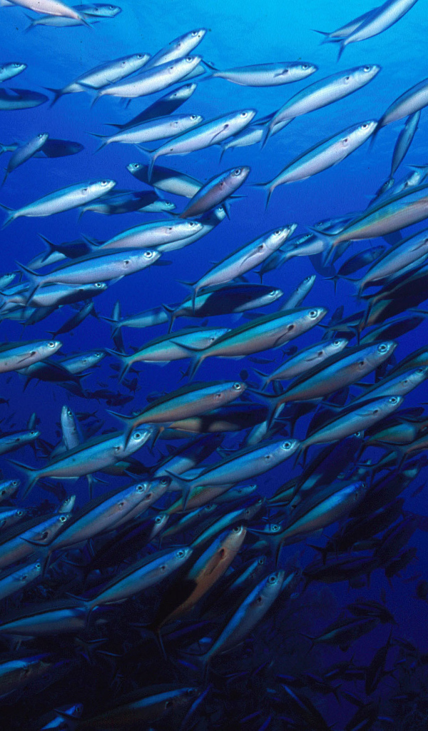 Стая серебристых рыб