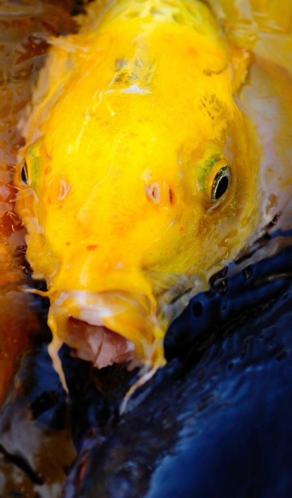 Пара желтых рыб