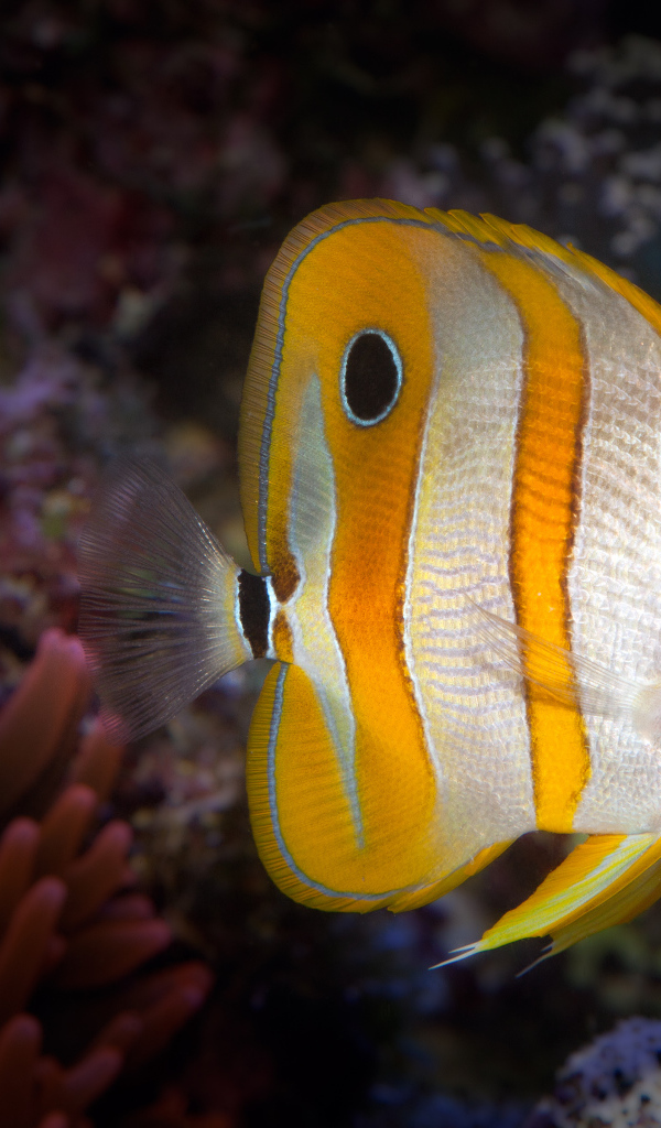 Аквариумная рыбка бабочка