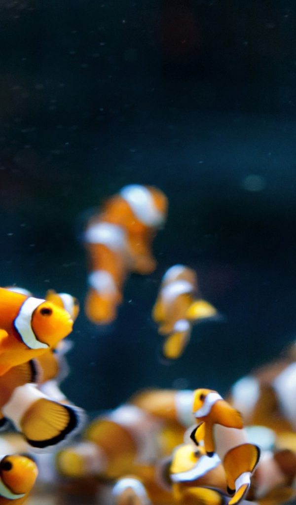 Аквариумные рыбки