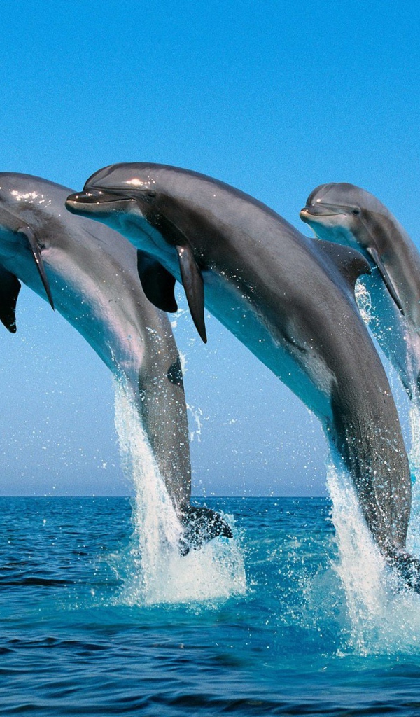 Дельфины афалины
