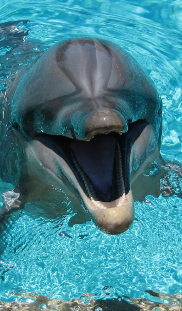 Веселый дельфин в бассейне