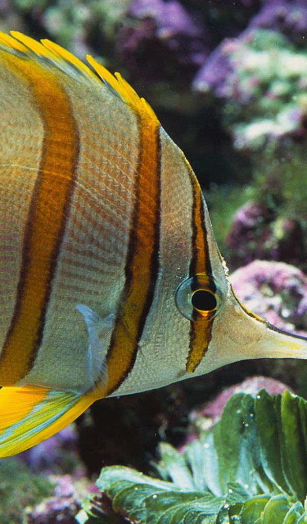 Аквариумная цветная рыба