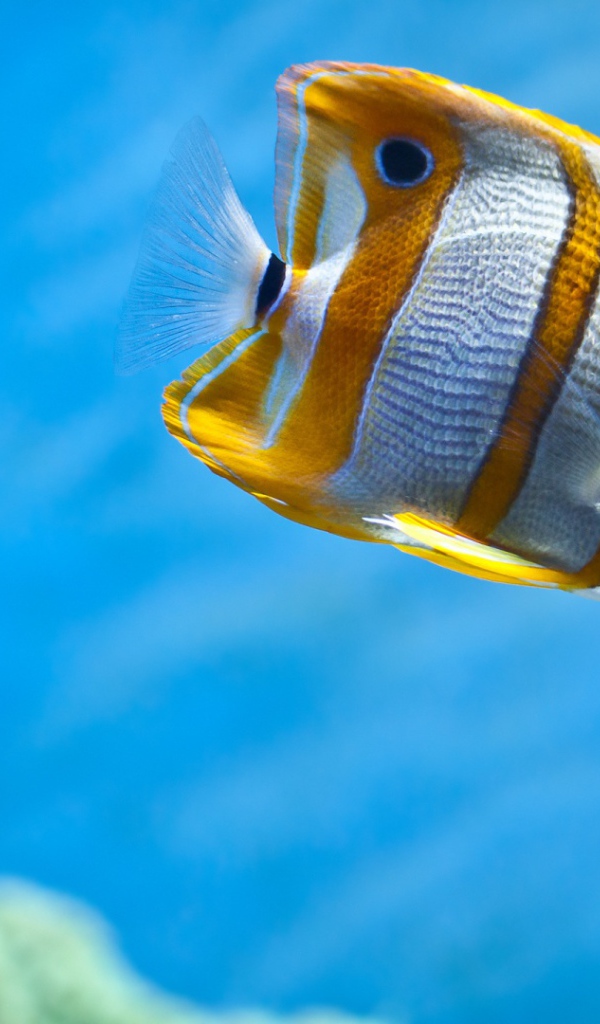 Рыбы бабочки