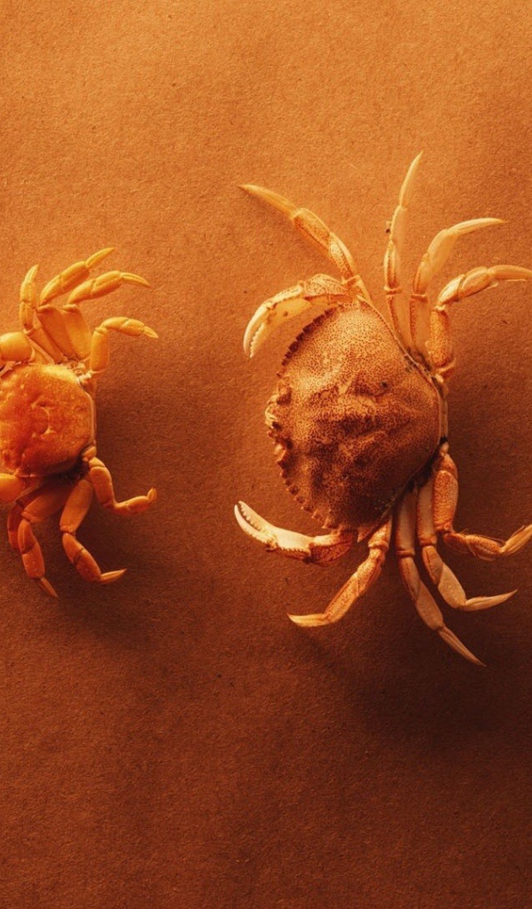 Крабы выстроились по росту