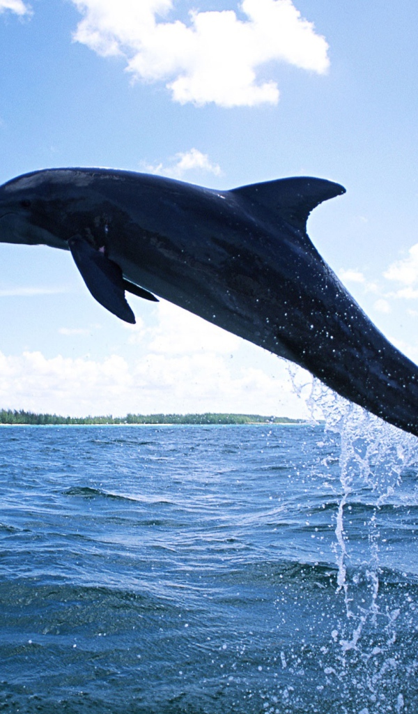 Плавающий дельфин