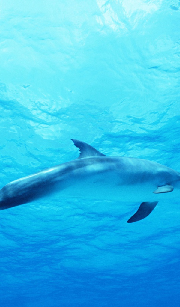 Дельфин в голубом море