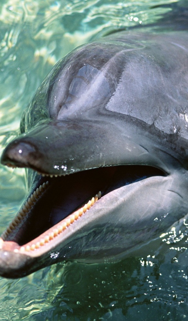 Дельфин выглянул из воды