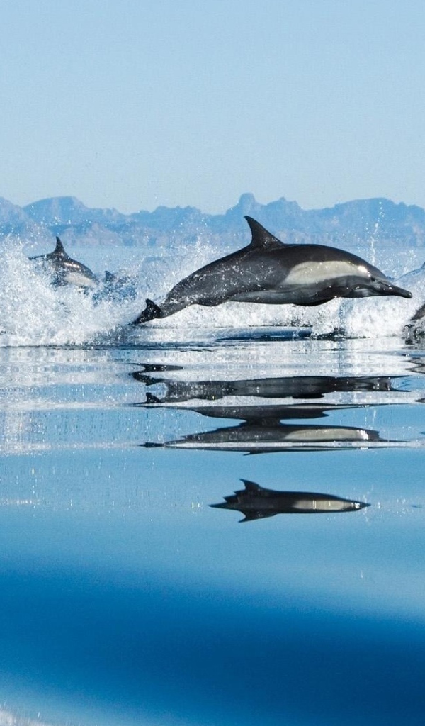 Дельфины в море