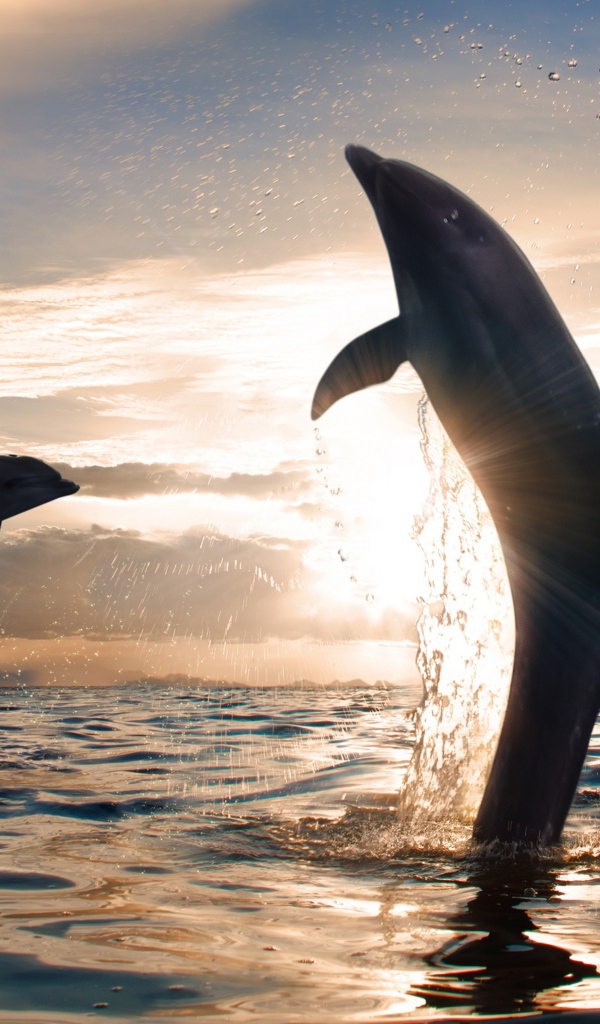 Дельфины играют в море