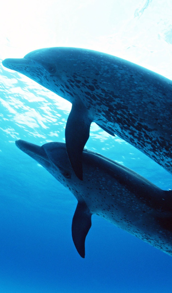 Дельфины на глубине