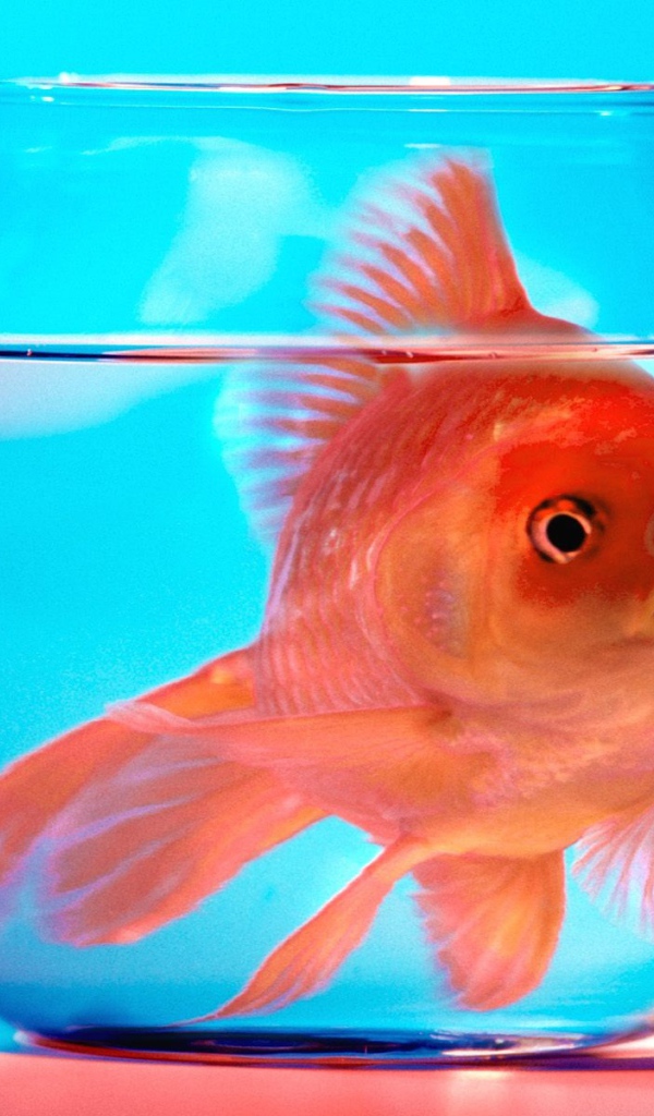 Не волнуйся