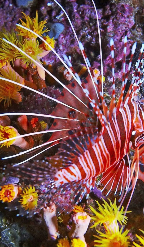 Фантастическая тропическая рыба