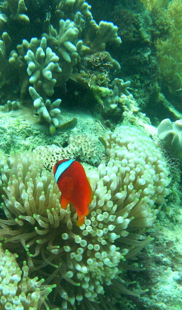 Рыба среди кораллов