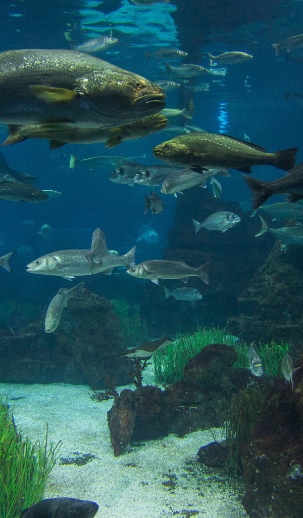 Рыбы в реке