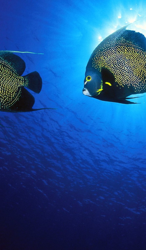 Французские рыбы-ангелы