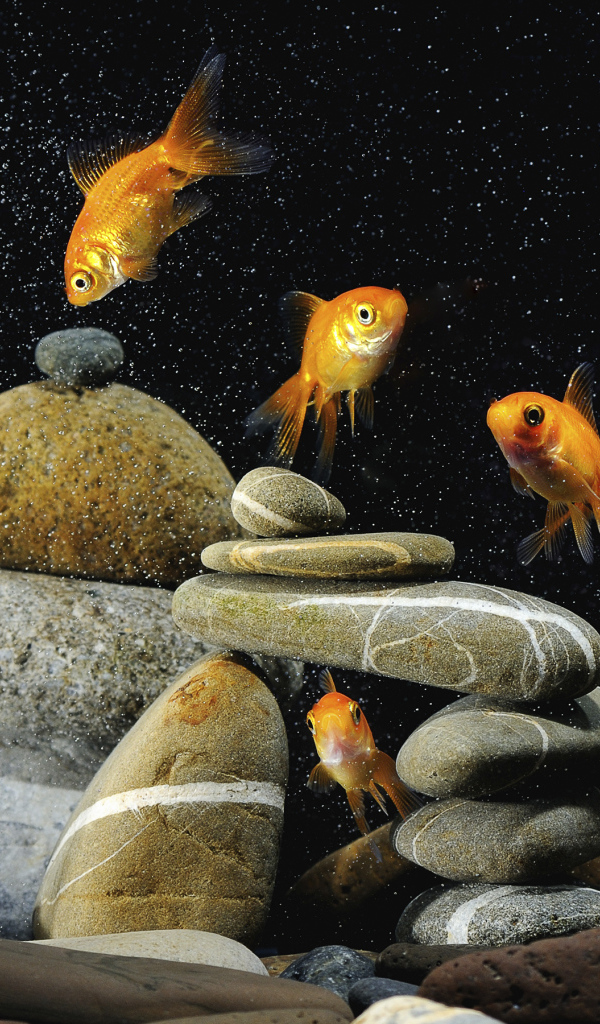 Золотые рыбки