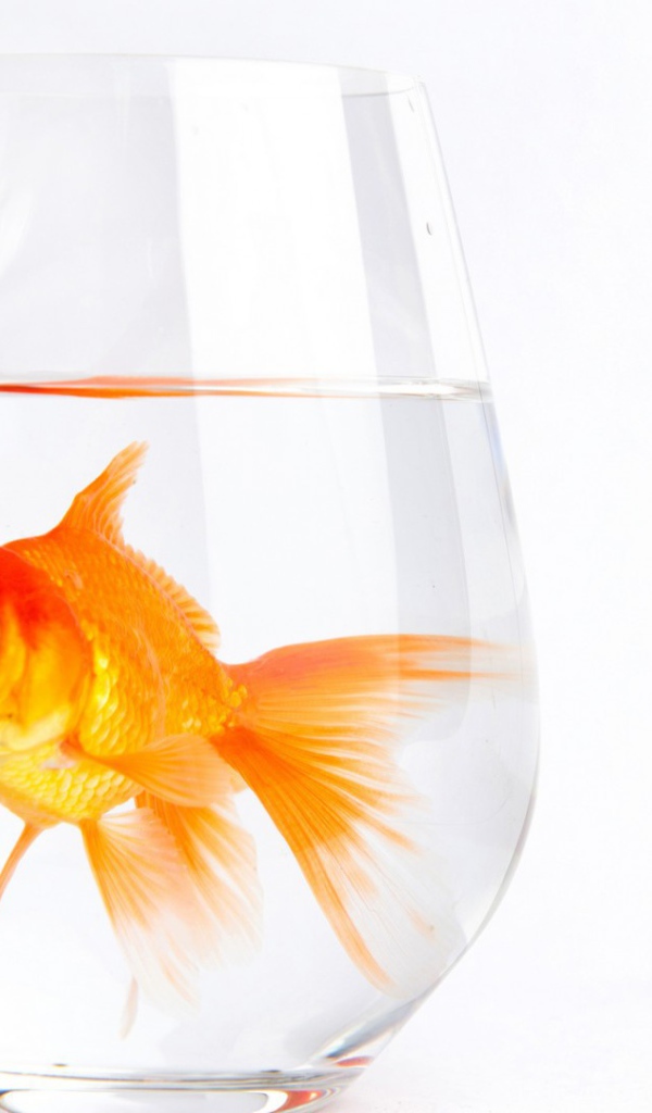 Золотая рыбка в стакане