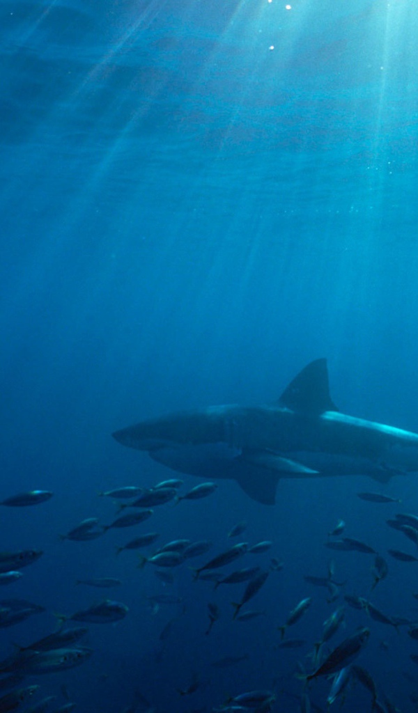 Большая белая акула в Австралии