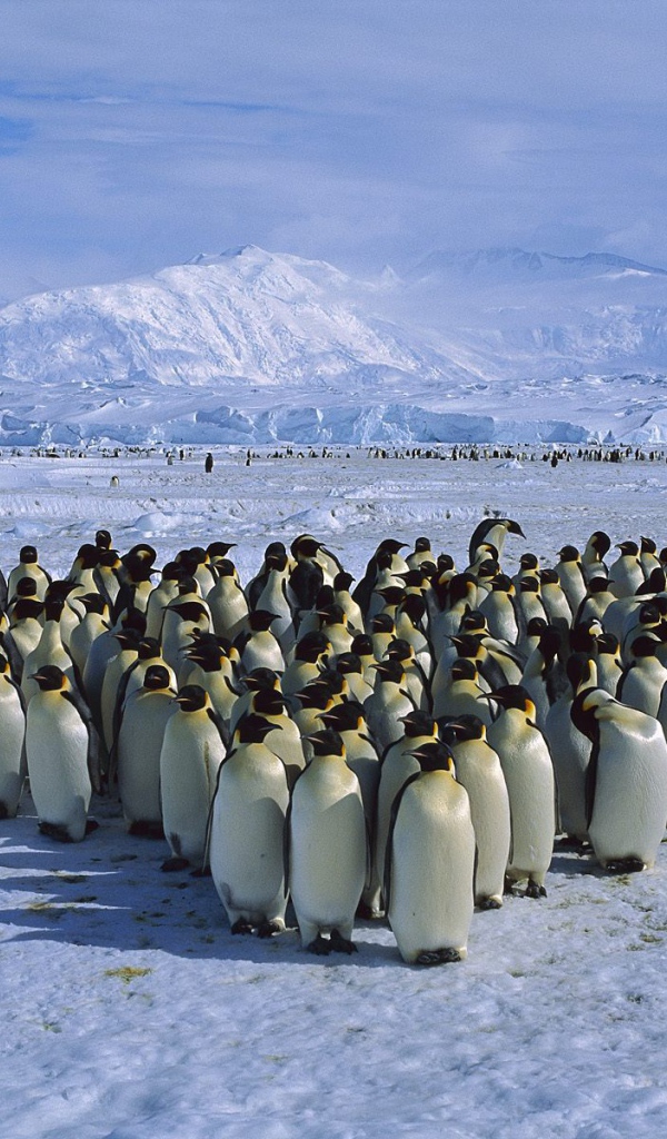 Стадо пингвинов
