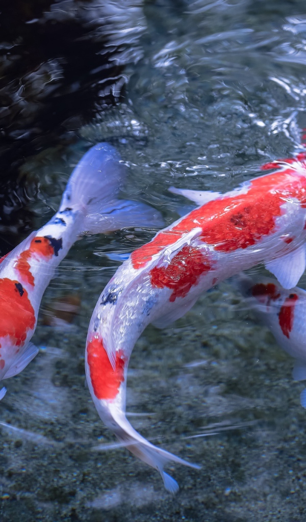 Японские карпы в воде